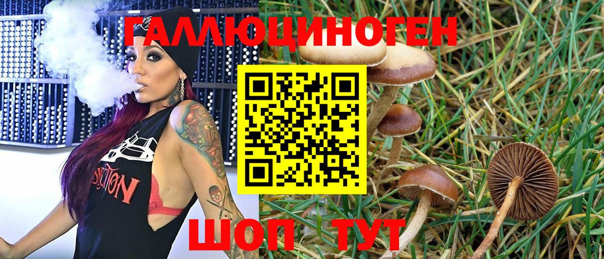 Псилоцибиновые грибы MAGIC MUSHROOMS  Вход с VPN  цена наркотик  Ачхой-Мартан 